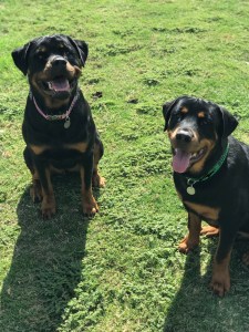 2 rottweilers, black and tan, sit on green grass and look at the camera